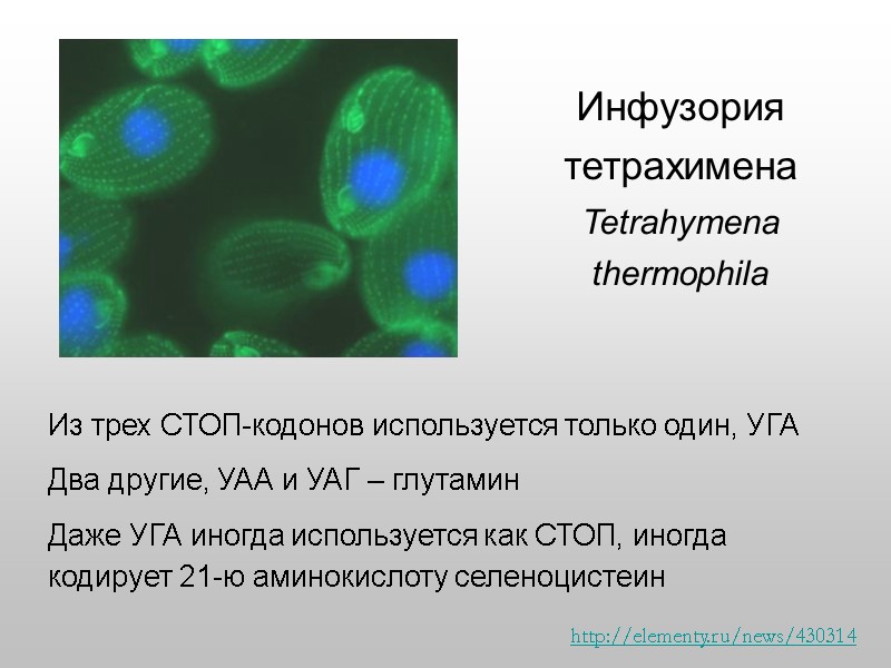 Инфузория тетрахимена Tetrahymena thermophila  http://elementy.ru/news/430314  Из трех СТОП-кодонов используется только один, УГА